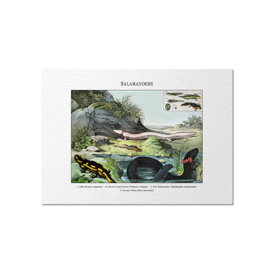 Salamanders | 1889