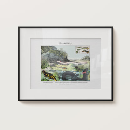Salamanders | 1889