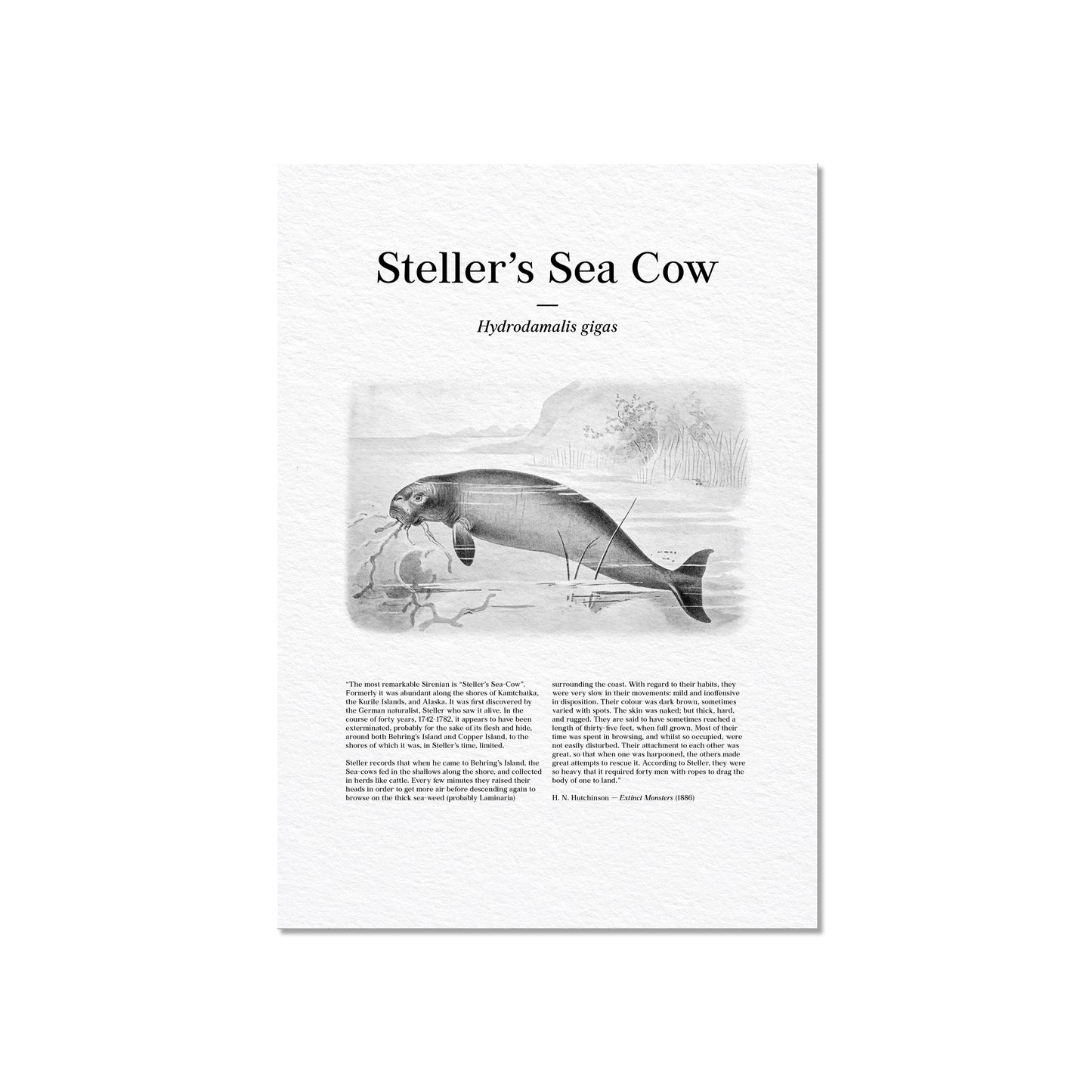 Steller's Sea Cow | 1896