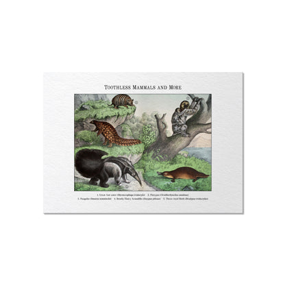 Toothless Mammals and More | 1889