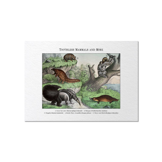 Toothless Mammals and More | 1889