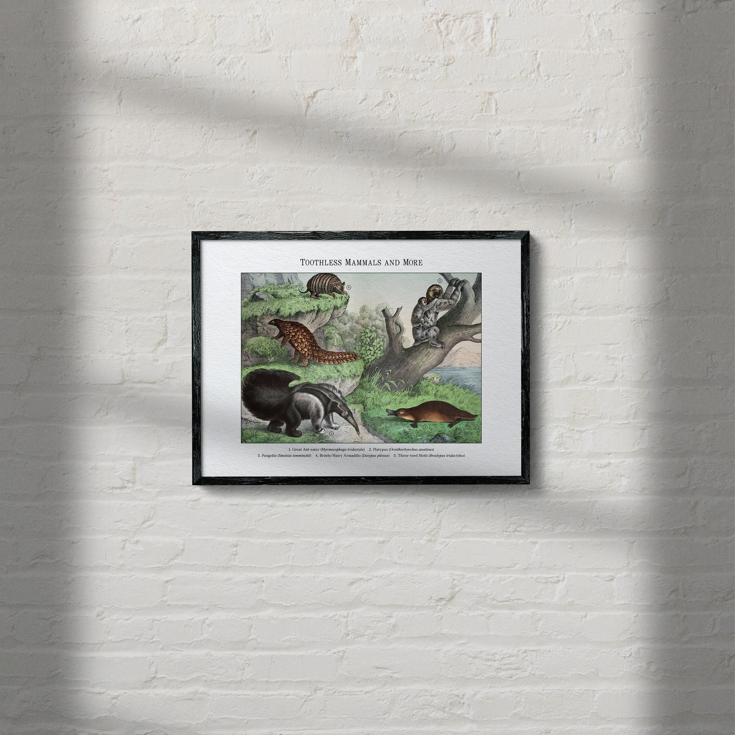 Toothless Mammals and More | 1889