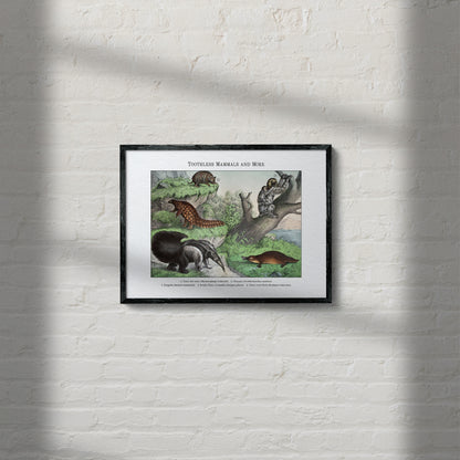 Toothless Mammals and More | 1889