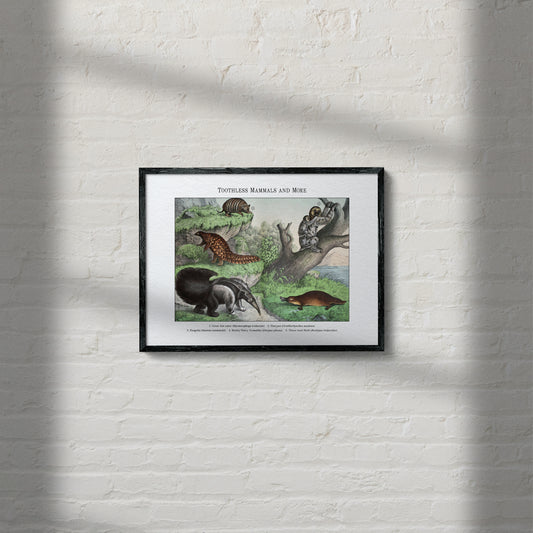 Toothless Mammals and More | 1889