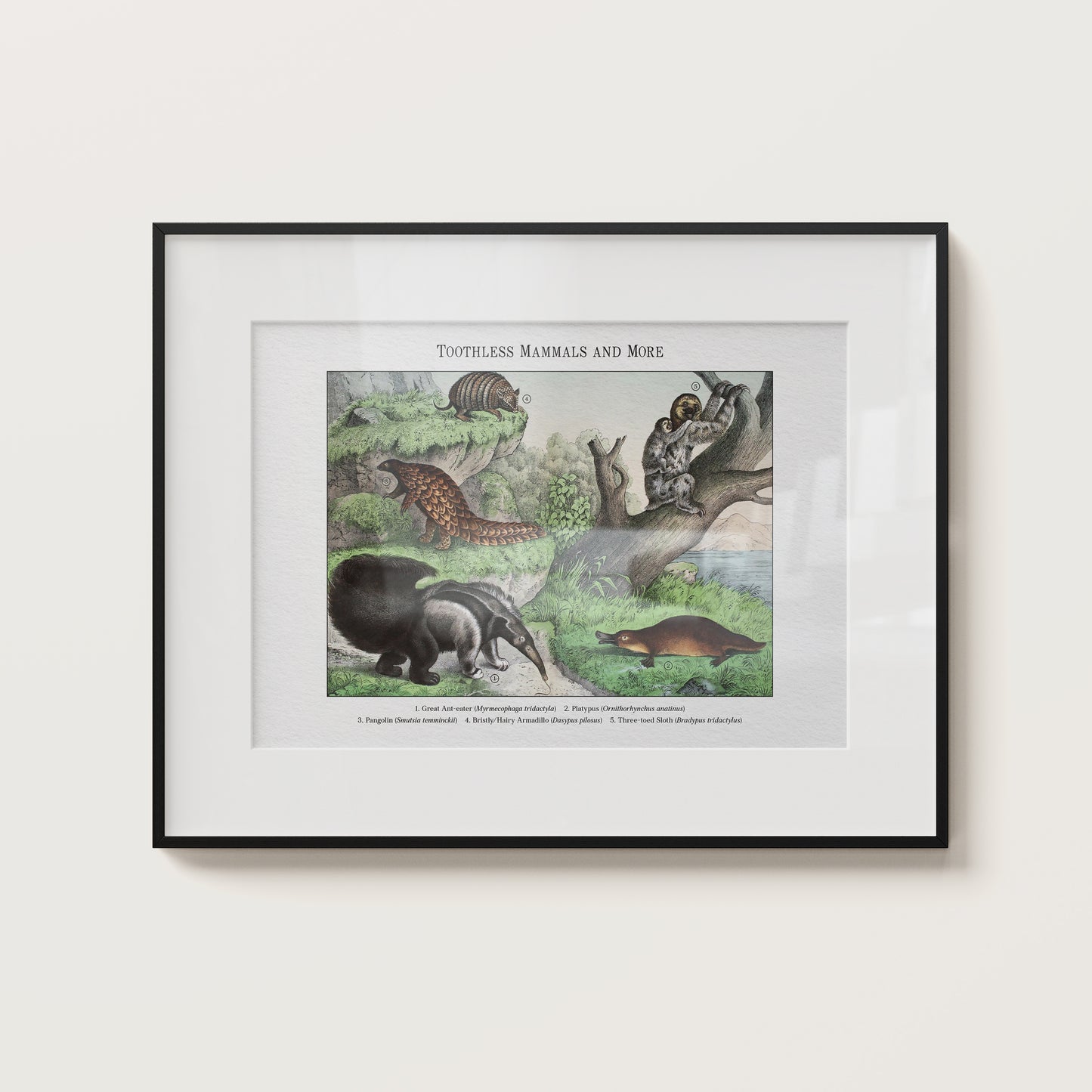 Toothless Mammals and More | 1889