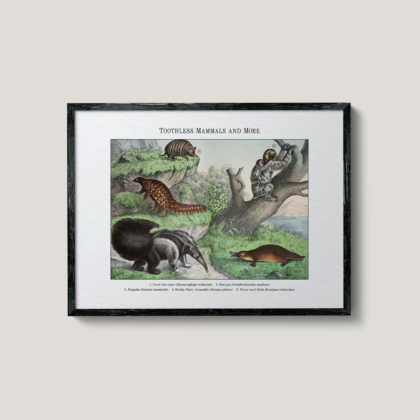 Toothless Mammals and More | 1889