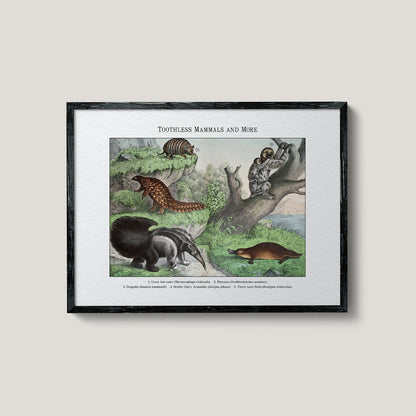 Toothless Mammals and More | 1889