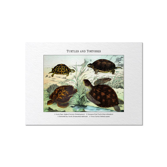 Turtles and Tortoises | 1889