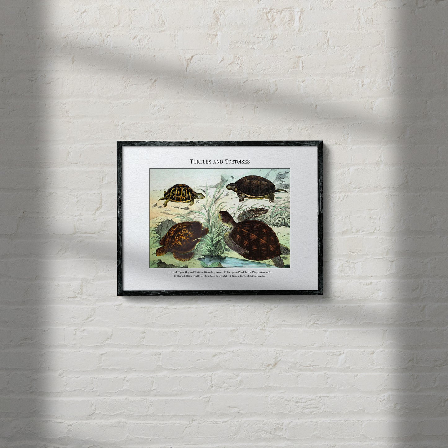 Turtles and Tortoises | 1889