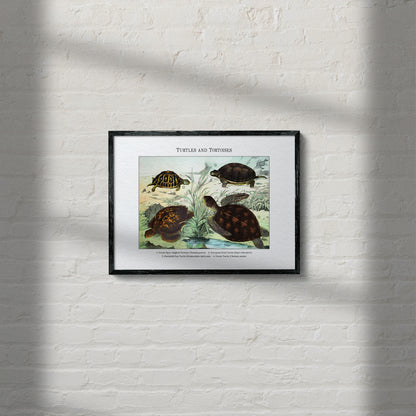 Turtles and Tortoises | 1889
