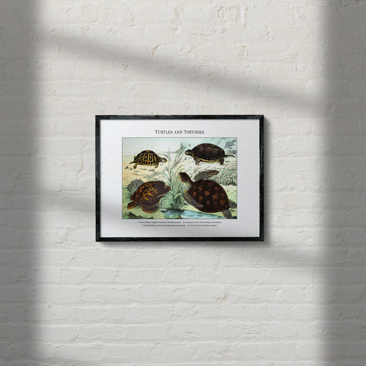 Turtles and Tortoises | 1889