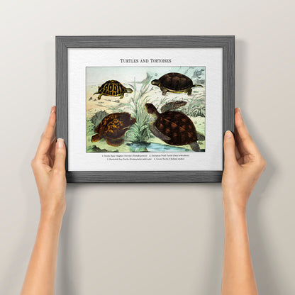 Turtles and Tortoises | 1889