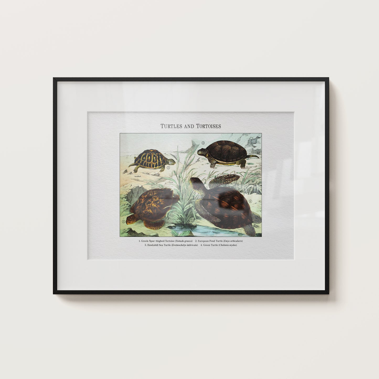 Turtles and Tortoises | 1889