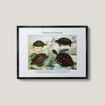 Turtles and Tortoises | 1889