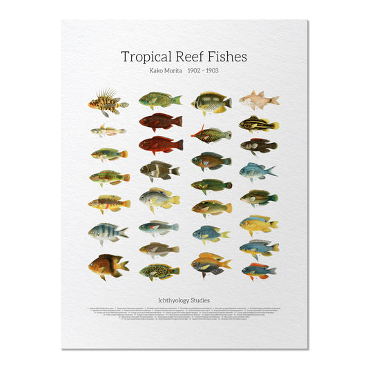 Tropical Reef Fishes | 1902–1903
