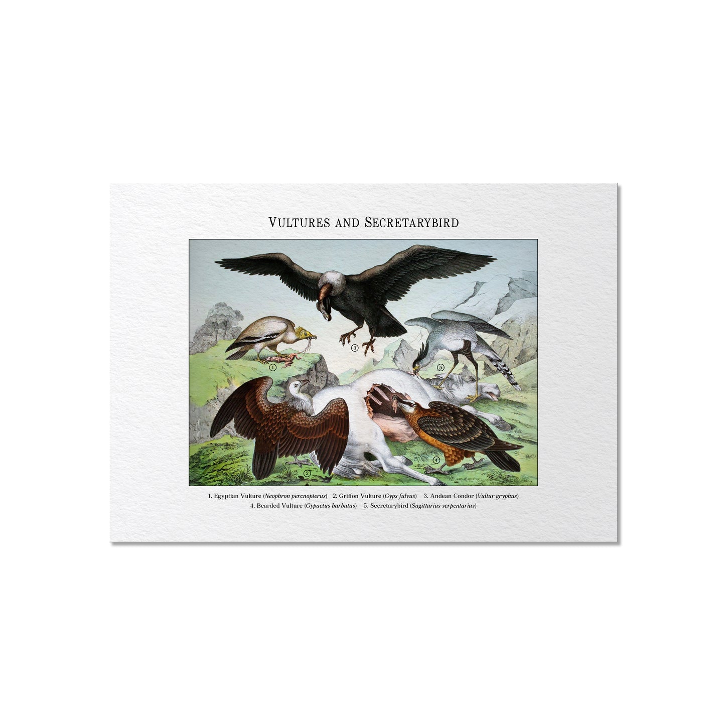 Vultures and Secretarybird | 1889