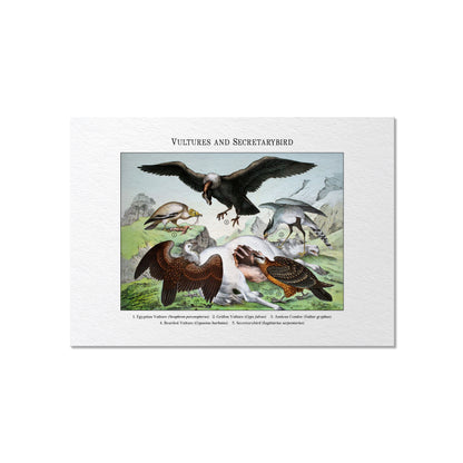 Vultures and Secretarybird | 1889