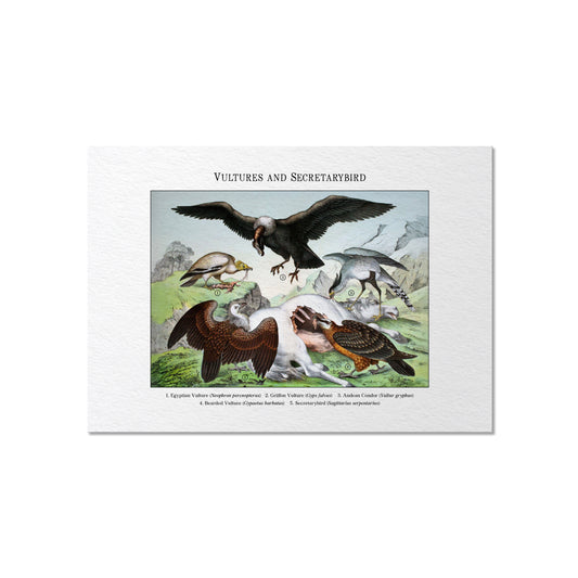 Vultures and Secretarybird | 1889