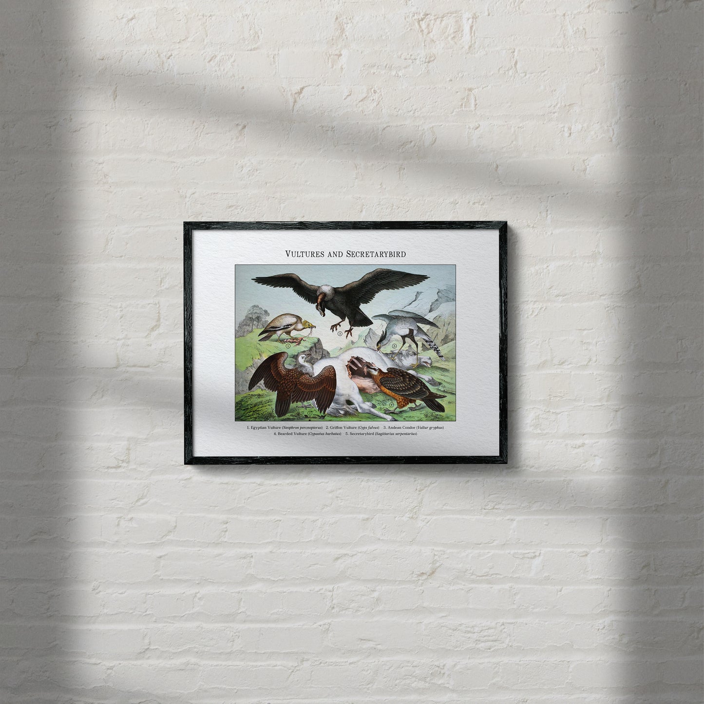 Vultures and Secretarybird | 1889