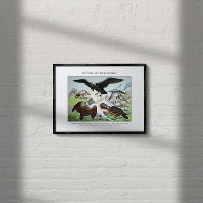 Vultures and Secretarybird | 1889