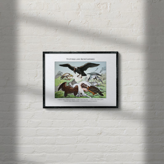 Vultures and Secretarybird | 1889