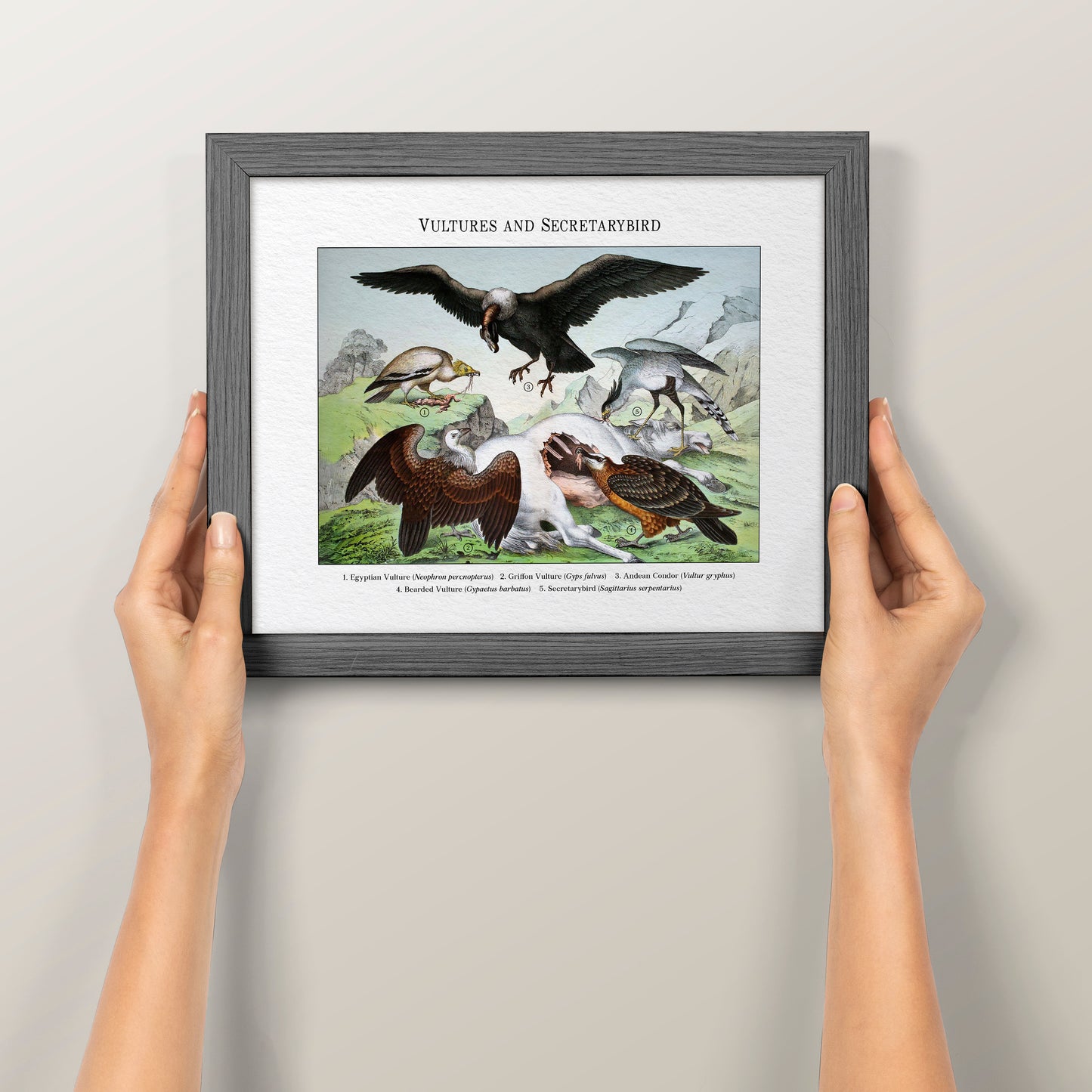 Vultures and Secretarybird | 1889