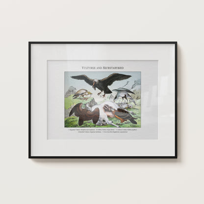 Vultures and Secretarybird | 1889
