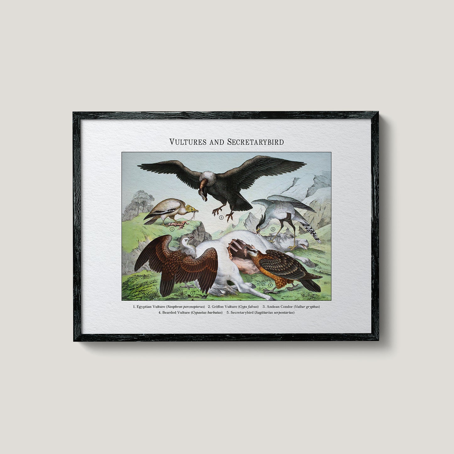 Vultures and Secretarybird | 1889