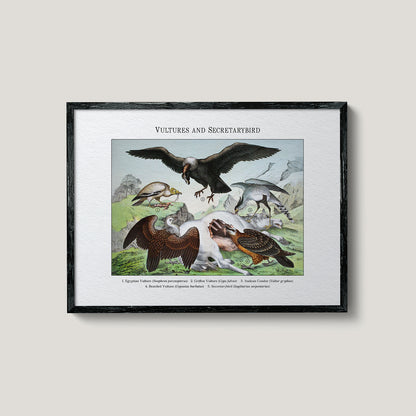 Vultures and Secretarybird | 1889