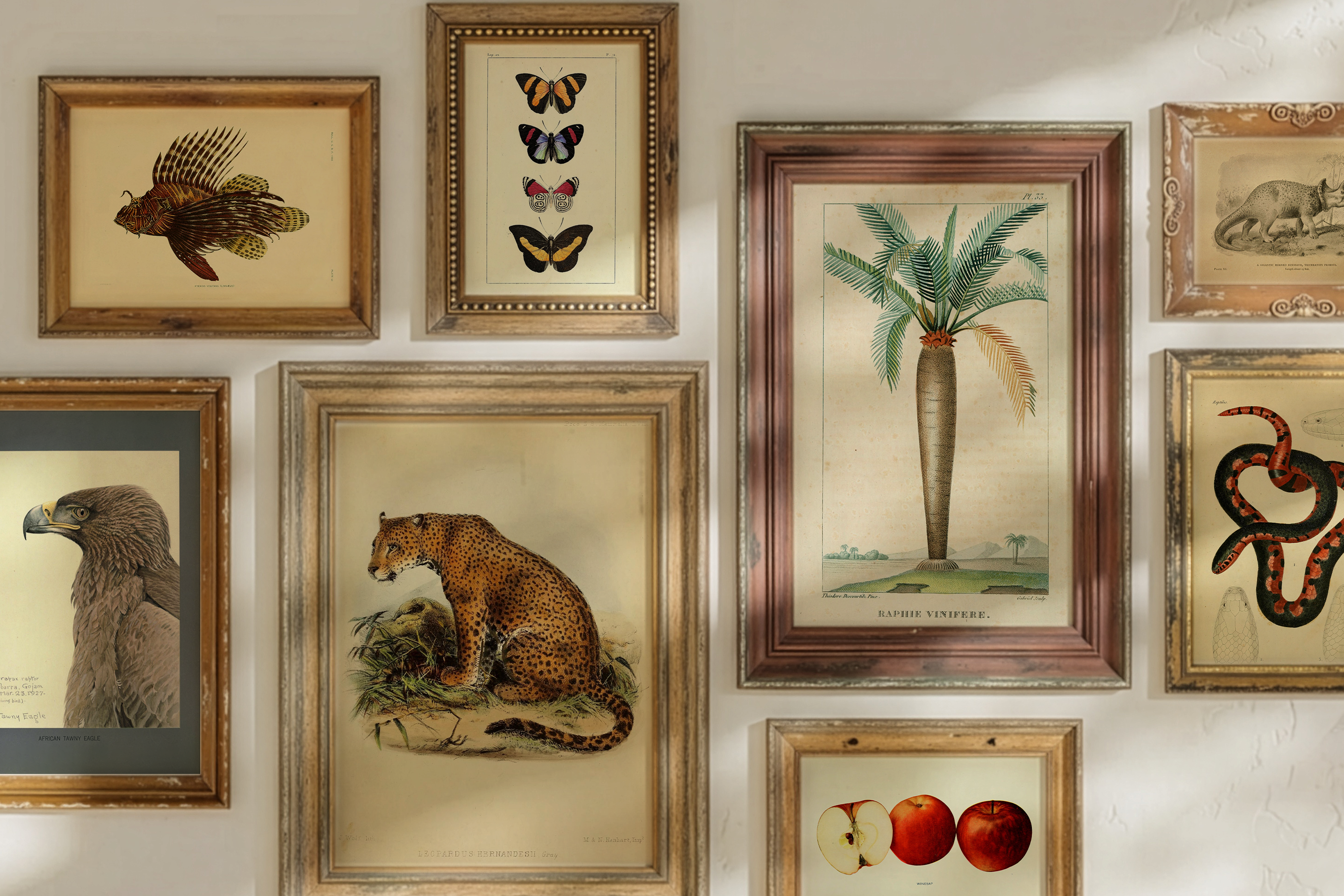 Gallery wall of framed vintage scientific illustrations on a wall with natural light casting shadows. Collection of eight natural history prints in wooden frames.