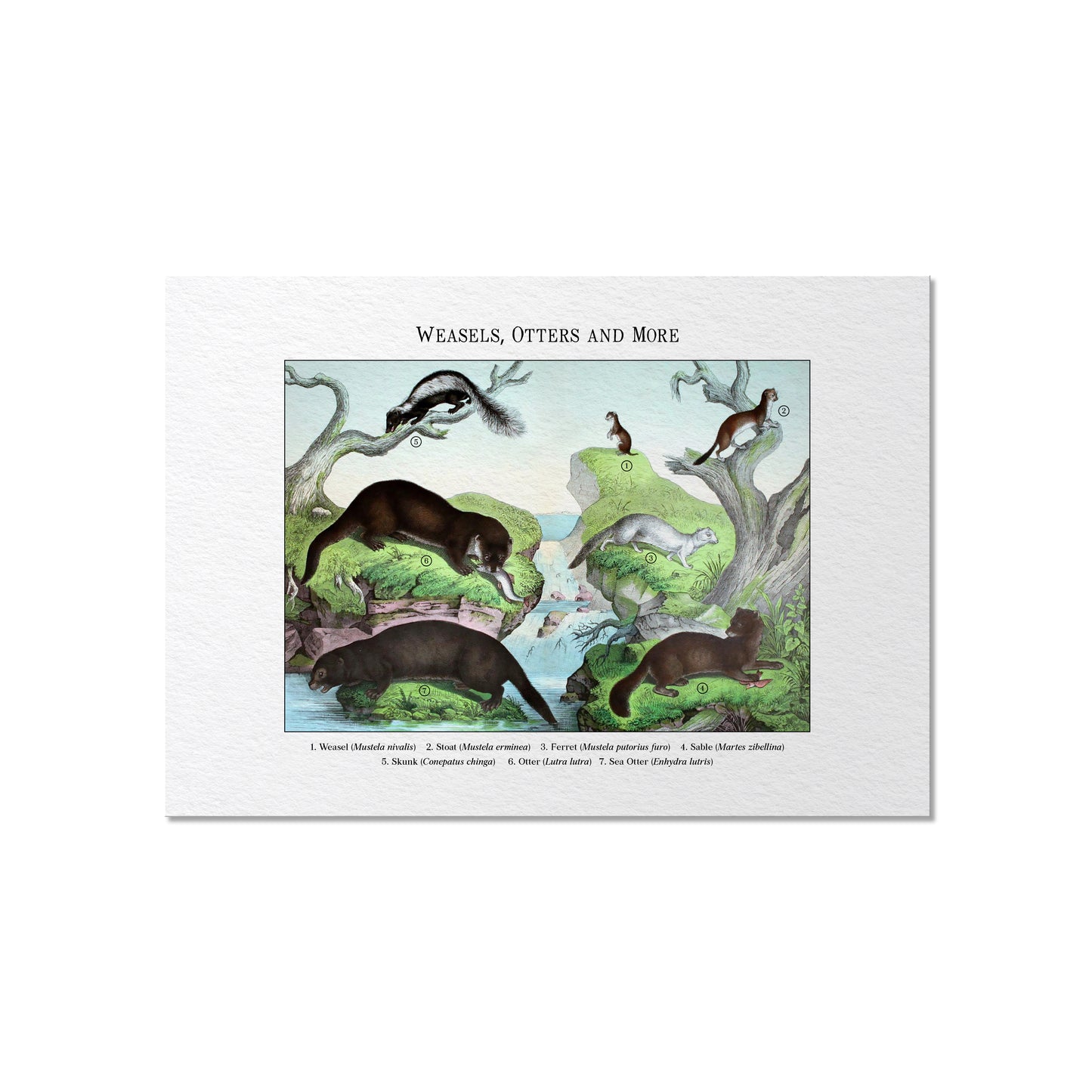 Weasels, Otters and More | 1889