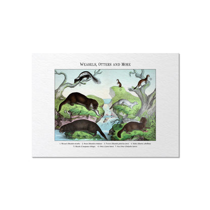 Weasels, Otters and More | 1889