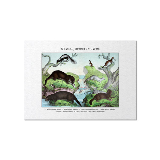 Weasels, Otters and More | 1889