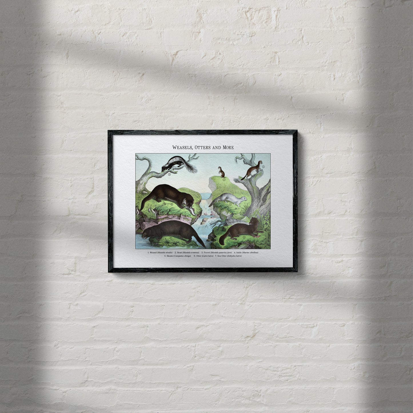 Weasels, Otters and More | 1889