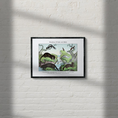 Weasels, Otters and More | 1889