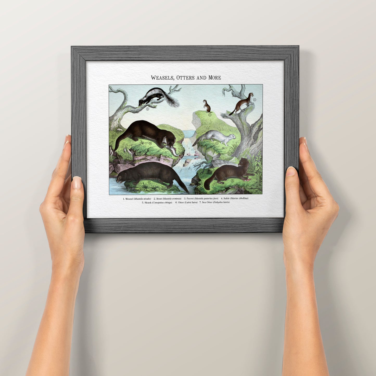 Weasels, Otters and More | 1889