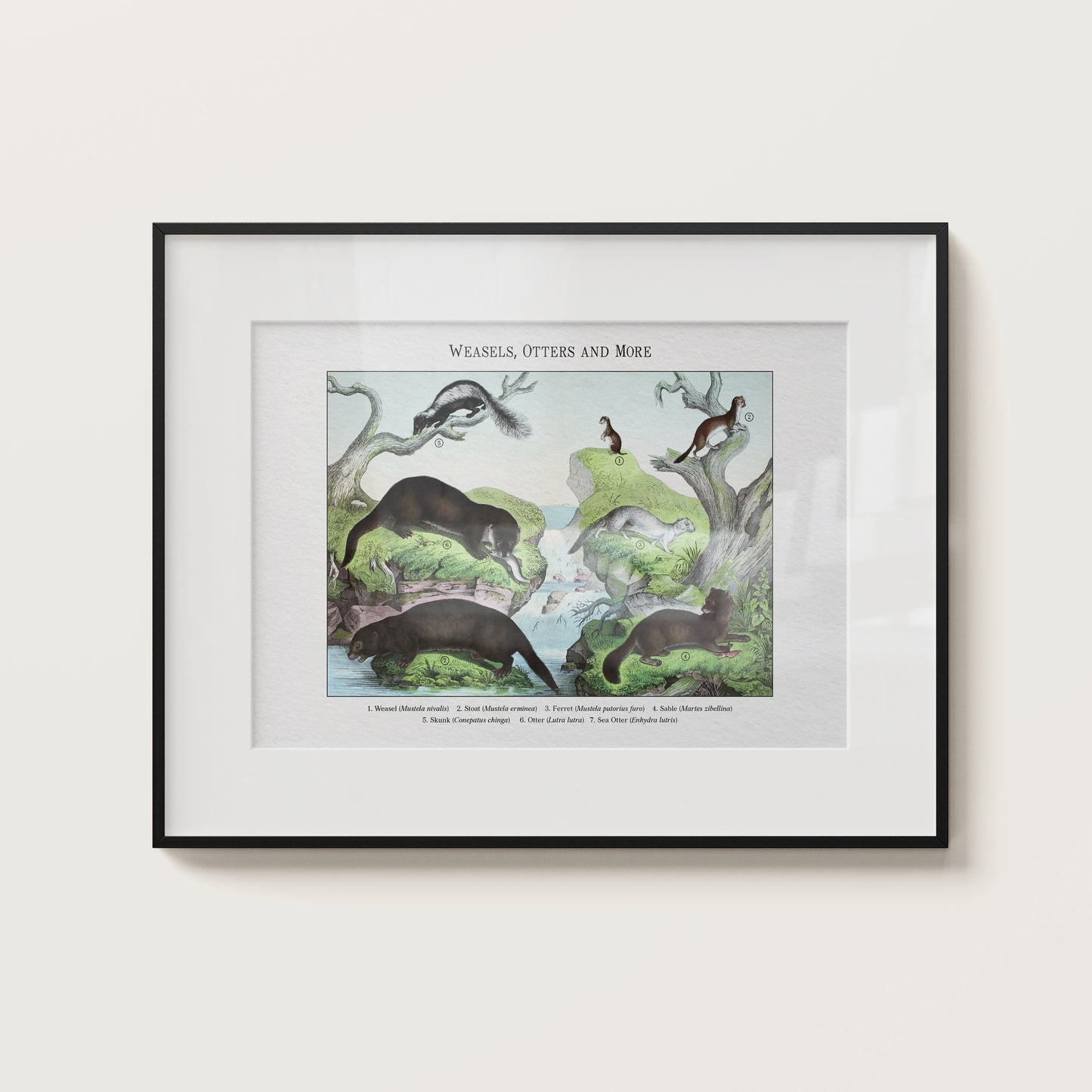 Weasels, Otters and More | 1889