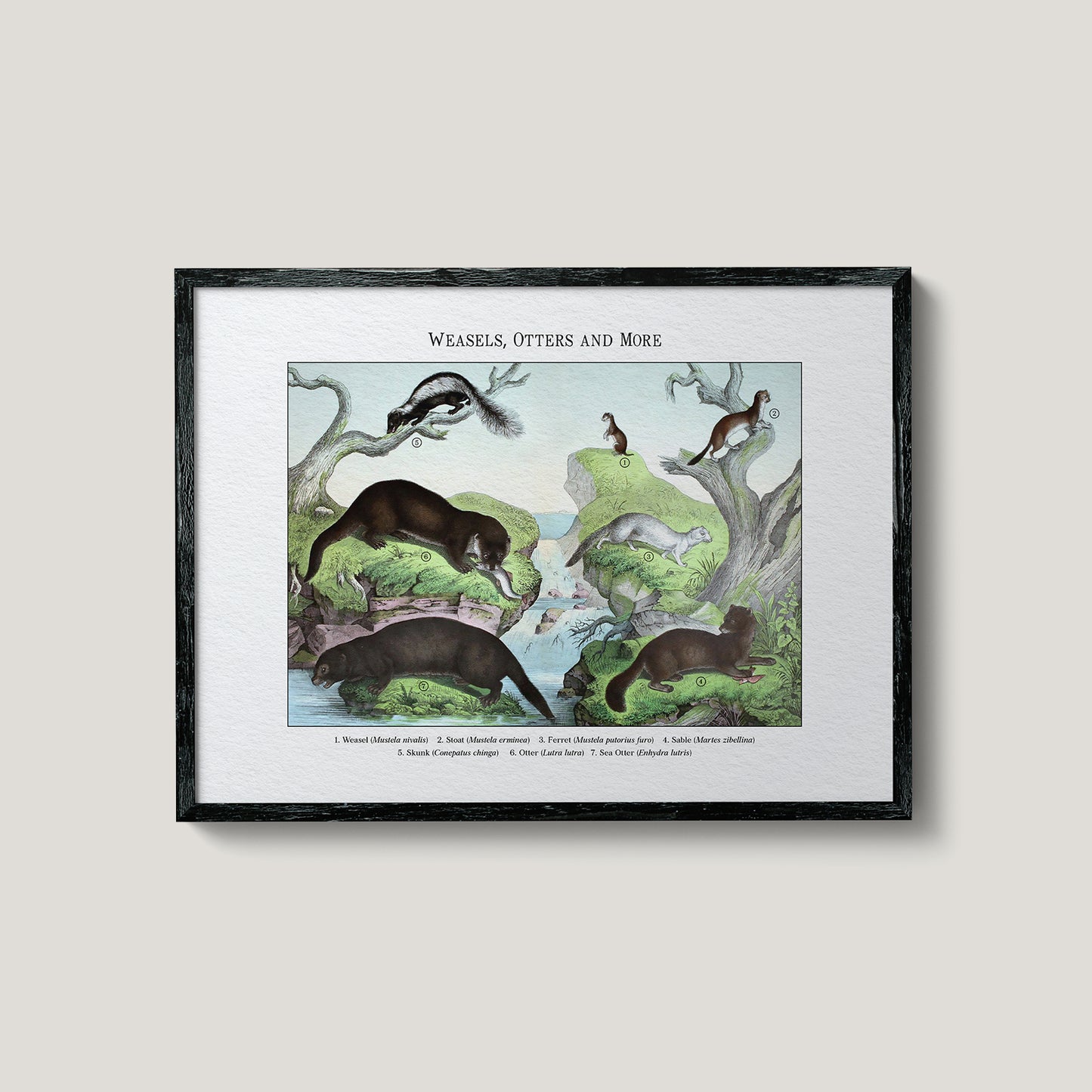 Weasels, Otters and More | 1889