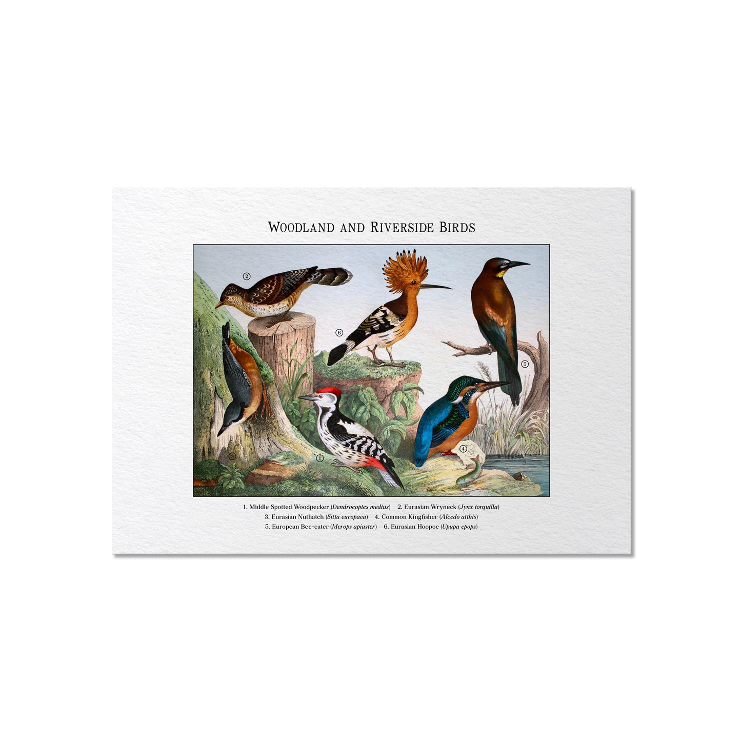 Woodland and Riverside Birds | 1889
