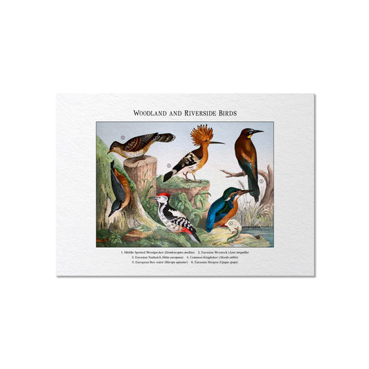 Woodland and Riverside Birds | 1889