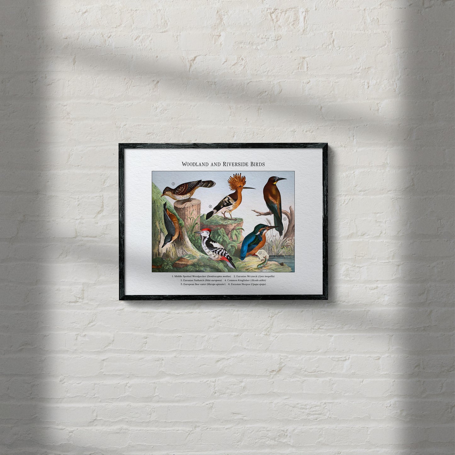 Woodland and Riverside Birds | 1889