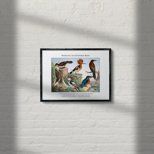 Woodland and Riverside Birds | 1889