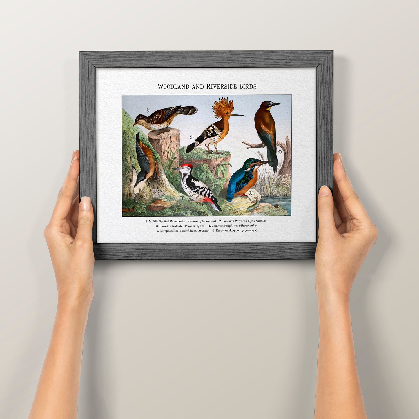 Woodland and Riverside Birds | 1889