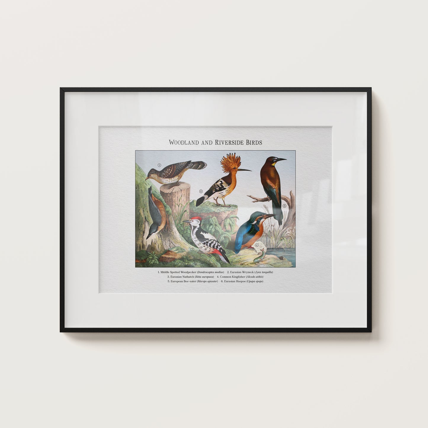 Woodland and Riverside Birds | 1889