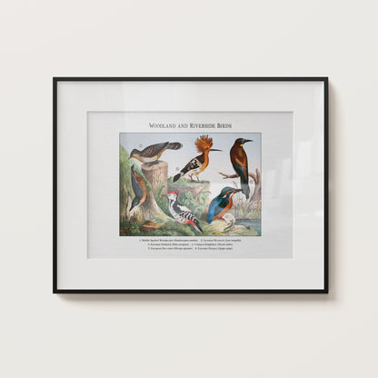 Woodland and Riverside Birds | 1889