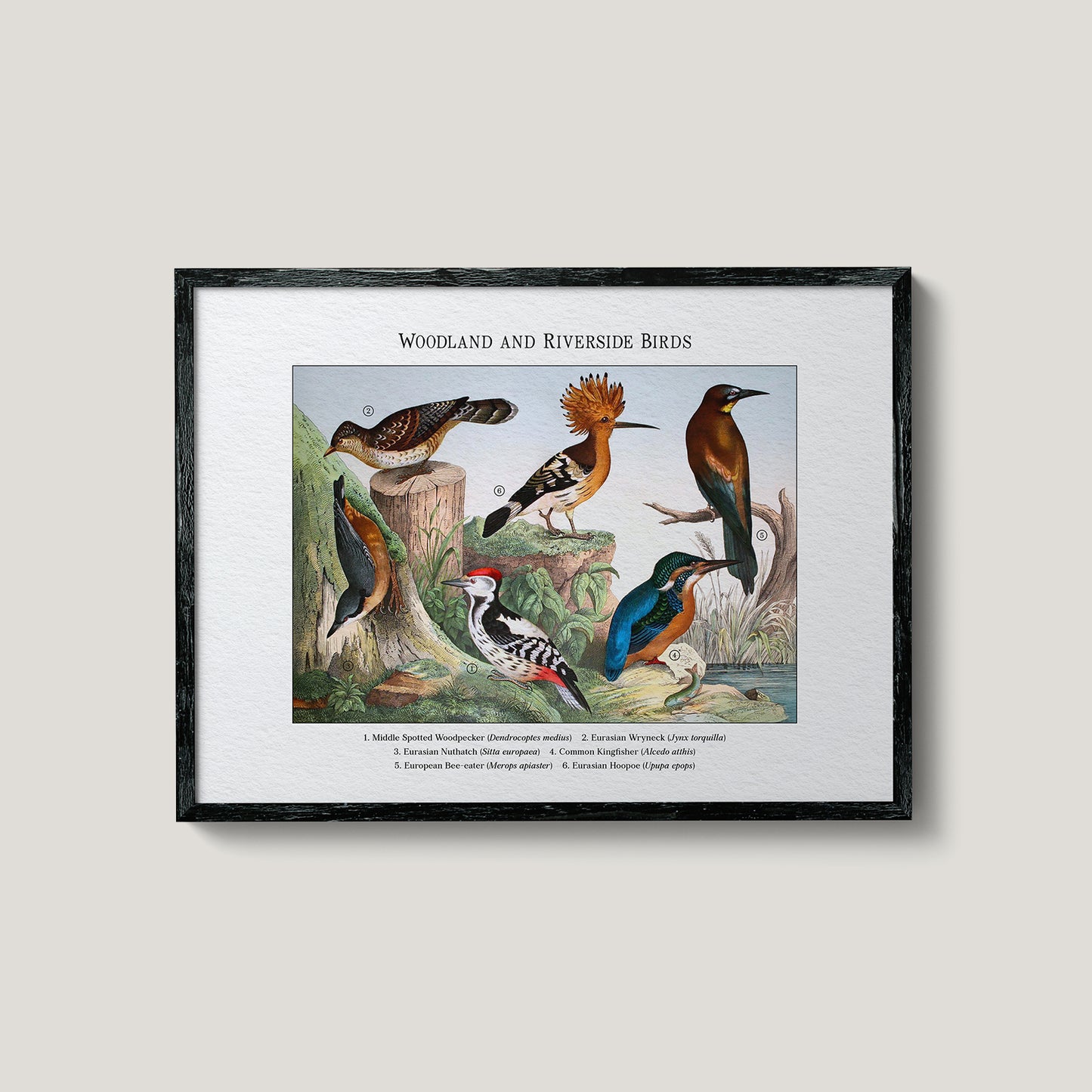 Woodland and Riverside Birds | 1889