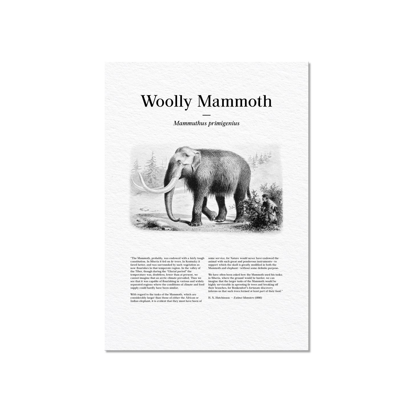 Woolly Mammoth | 1896