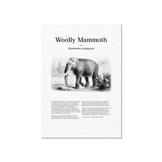 Woolly Mammoth | 1896