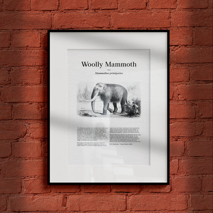 Woolly Mammoth | 1896