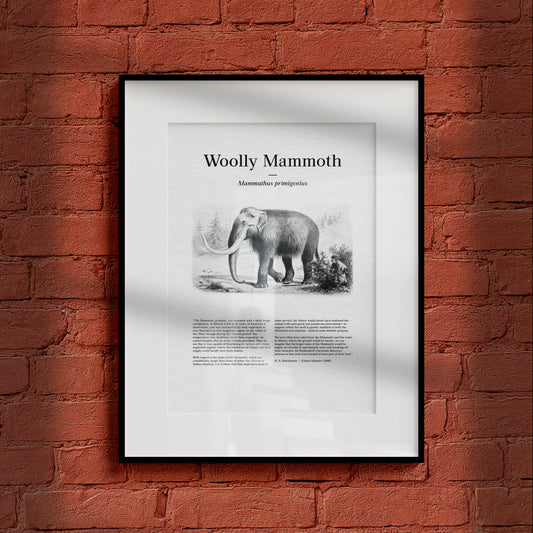 Woolly Mammoth | 1896